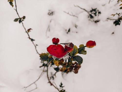 Red Rose with Berries in Snow