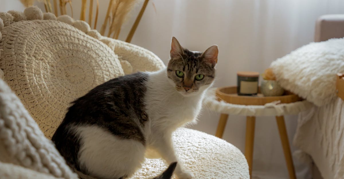 A cat with green eyes sitting on a cozy sofa  || Jovan Vasiljević Photography