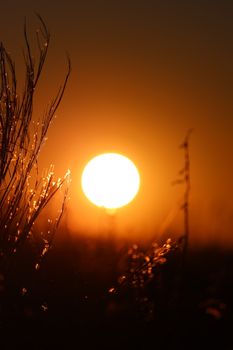 Beautiful golden sunset over a tranquil wheat field, capturing nature's serene beauty.