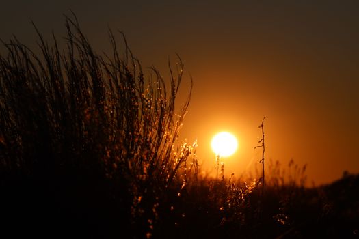 Serene sunset over a grassy meadow, showcasing the beauty of nature and golden light.