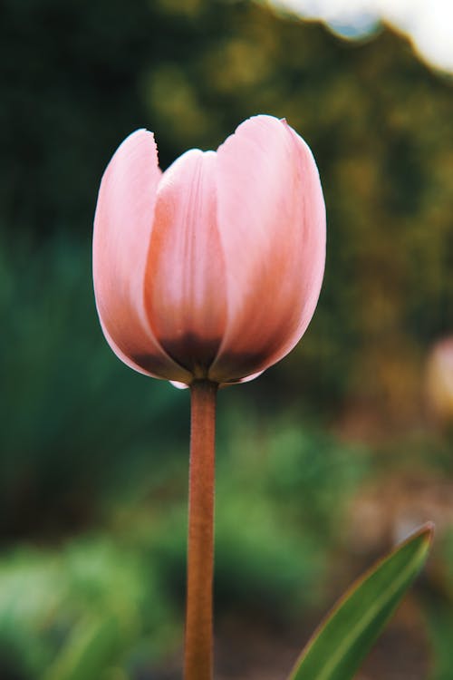Ảnh lưu trữ miễn phí về bắn dọc, hoa tulip màu hồng, sự phát triển