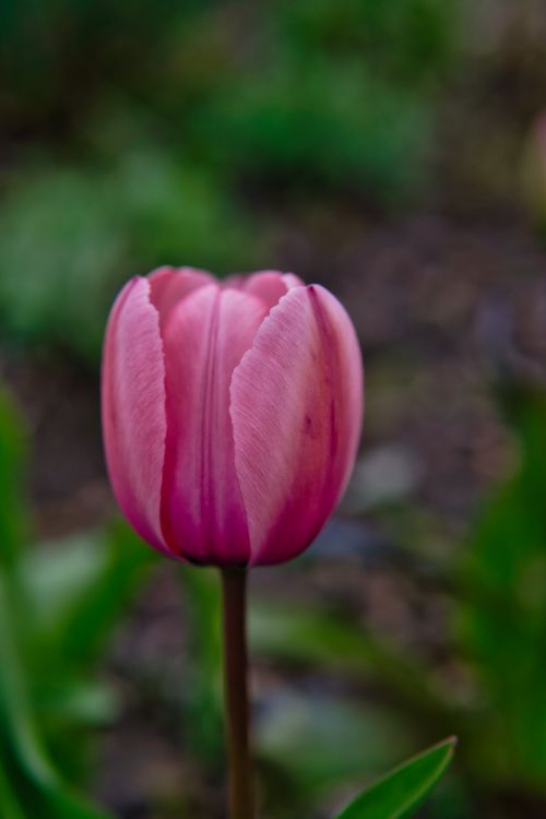 Free A delicate pink tulip in full bloom, photographed close-up in a garden setting. Stock Photo