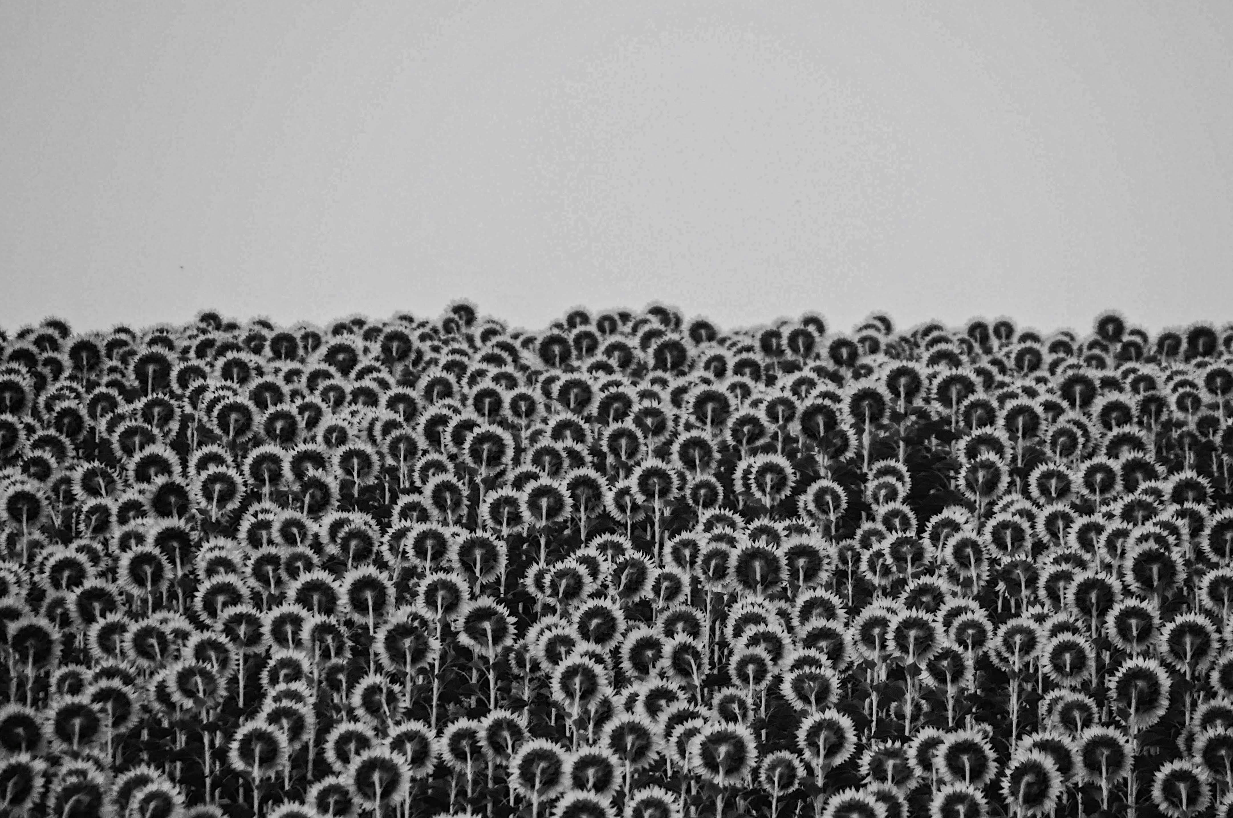 Artistic black and white photo of a vast sunflower field offering tranquility.