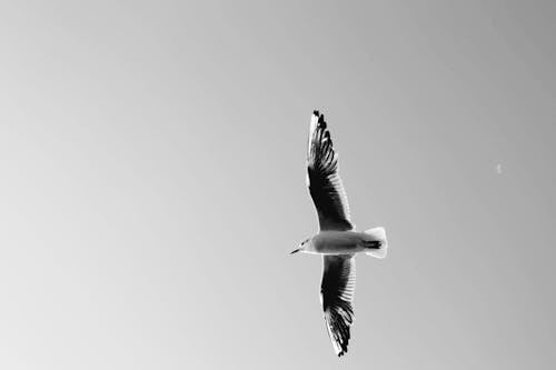 Immagine gratuita di ali, bianco e nero, fotografia di animali