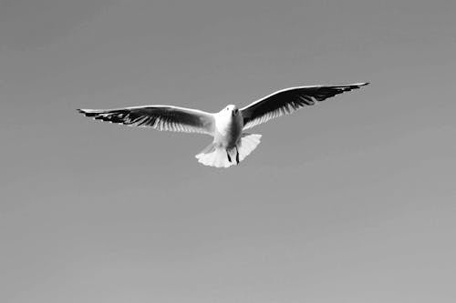 Fotos de stock gratuitas de alas, blanco y negro, cielo