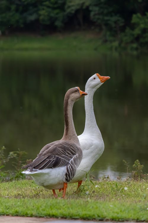 Two Geese by Lake