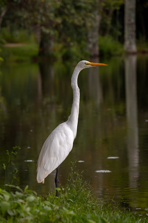 White Egret by Lake