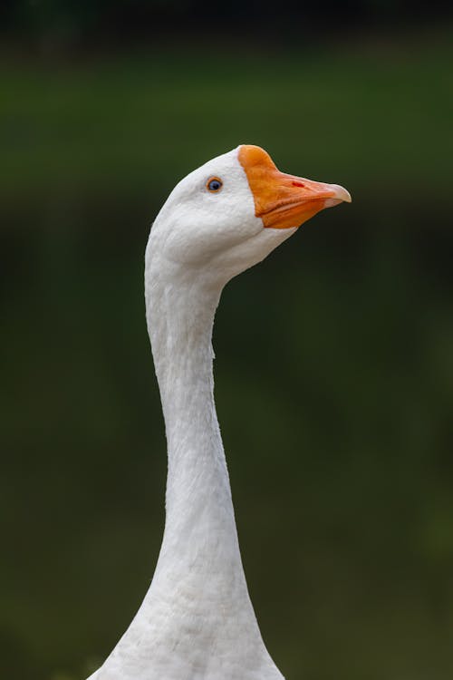 Head of Goose