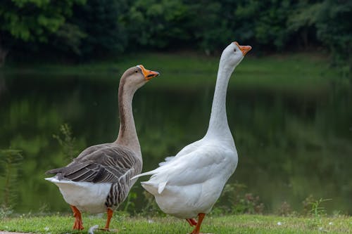 Couple of Geese in Summer