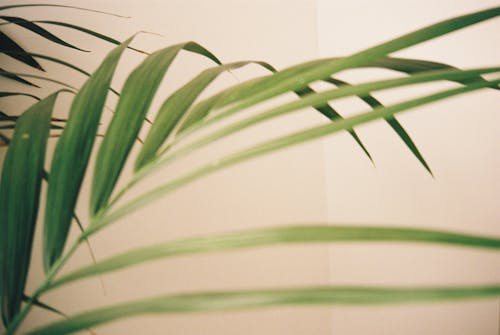 Thin, Long Leaves of Plant