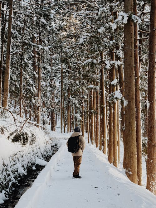 Adventure in a snow wood