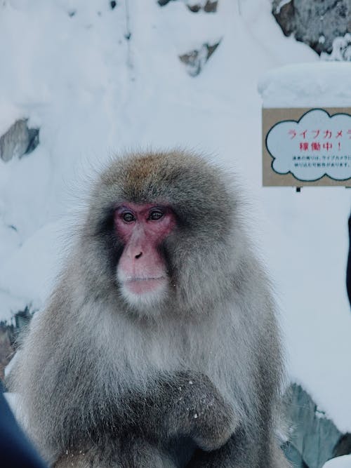 Snow Monkey