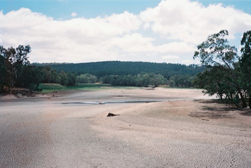 A sandy beach with trees and water