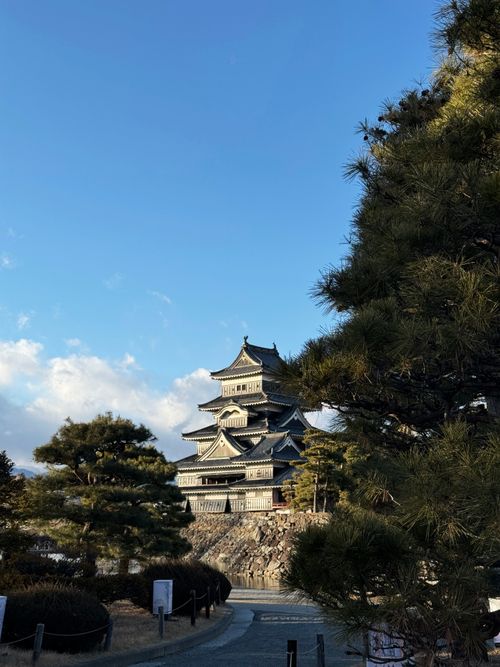 Free Capture of the historic Matsumoto Castle surrounded by trees under a clear blue sky. Stock Photo