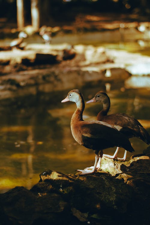 Ducks in Nature