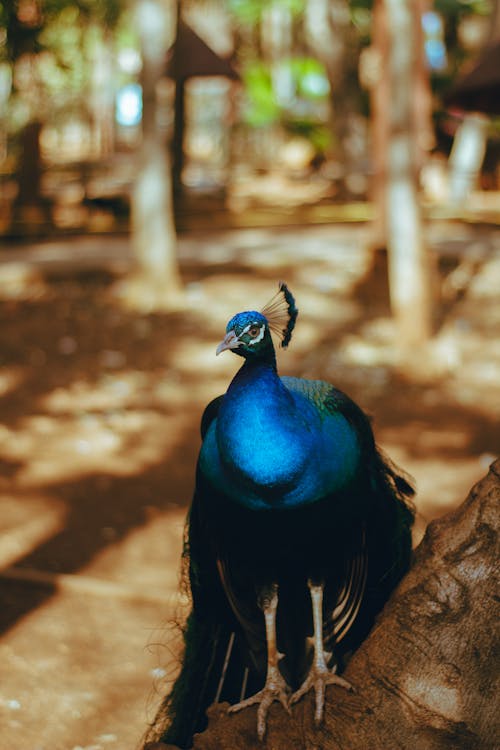 Peacock in Nature