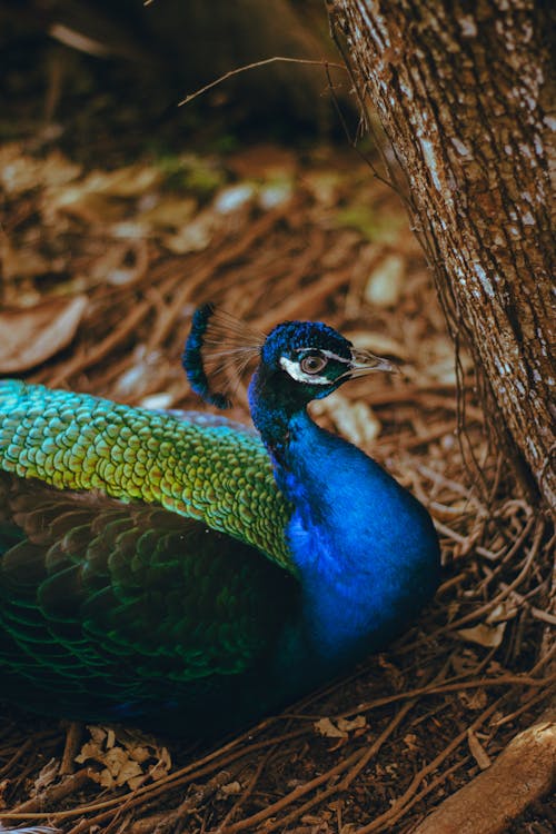 Peacock near Tree