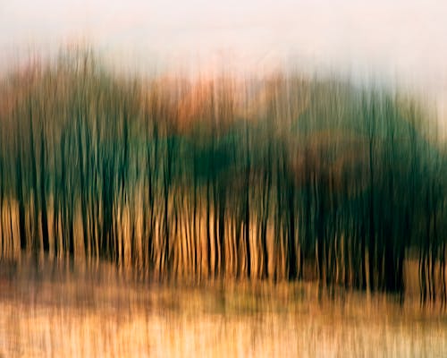 Imagine de stoc gratuită din abstract, arbori, blur