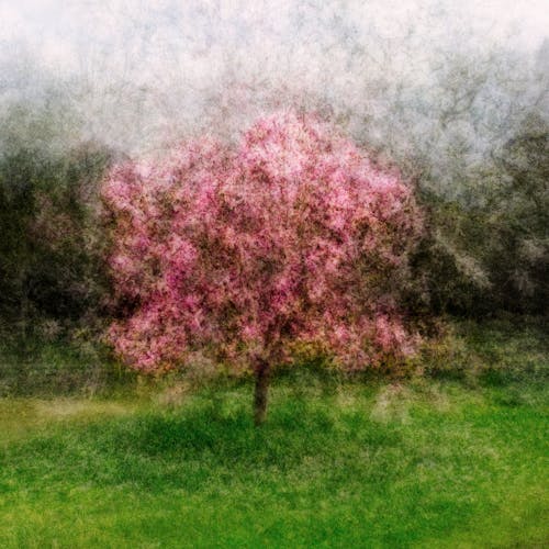 ağaç, bahar, bulanık içeren Ücretsiz stok fotoğraf
