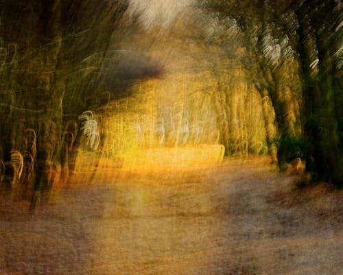Бесплатное стоковое фото с абстрактный, деревья, лес