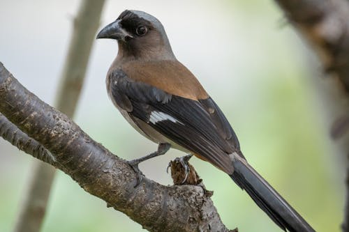 Bird on Tree