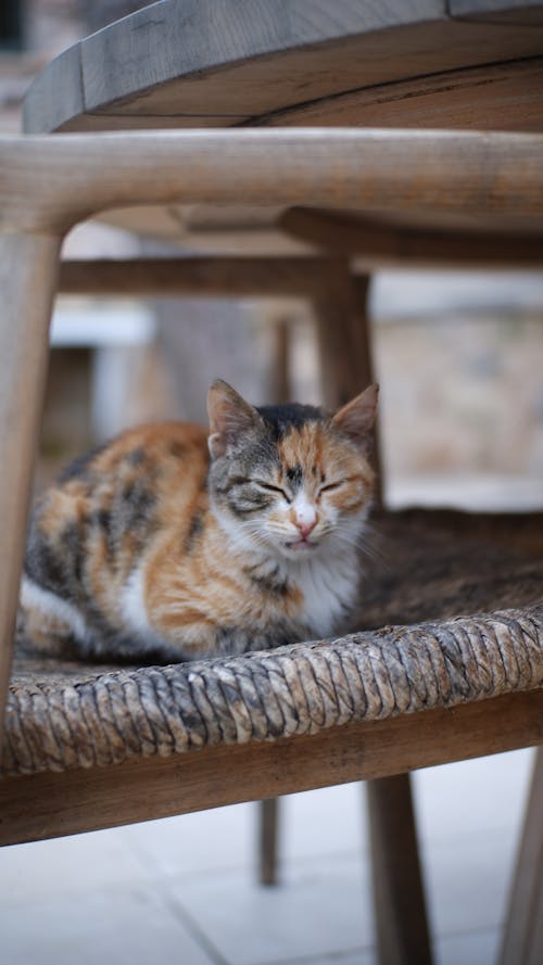 Ilmainen kuvapankkikuva tunnisteilla calico cat, eläinkuvaus, kissa
