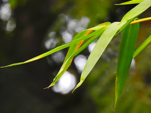 Foto profissional grátis de árvores, folha de bambu, folha fresca