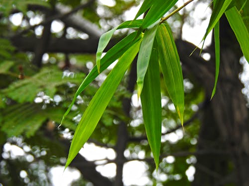 Free stock photo of bamboo leaf, fresh leaf, green leaf
