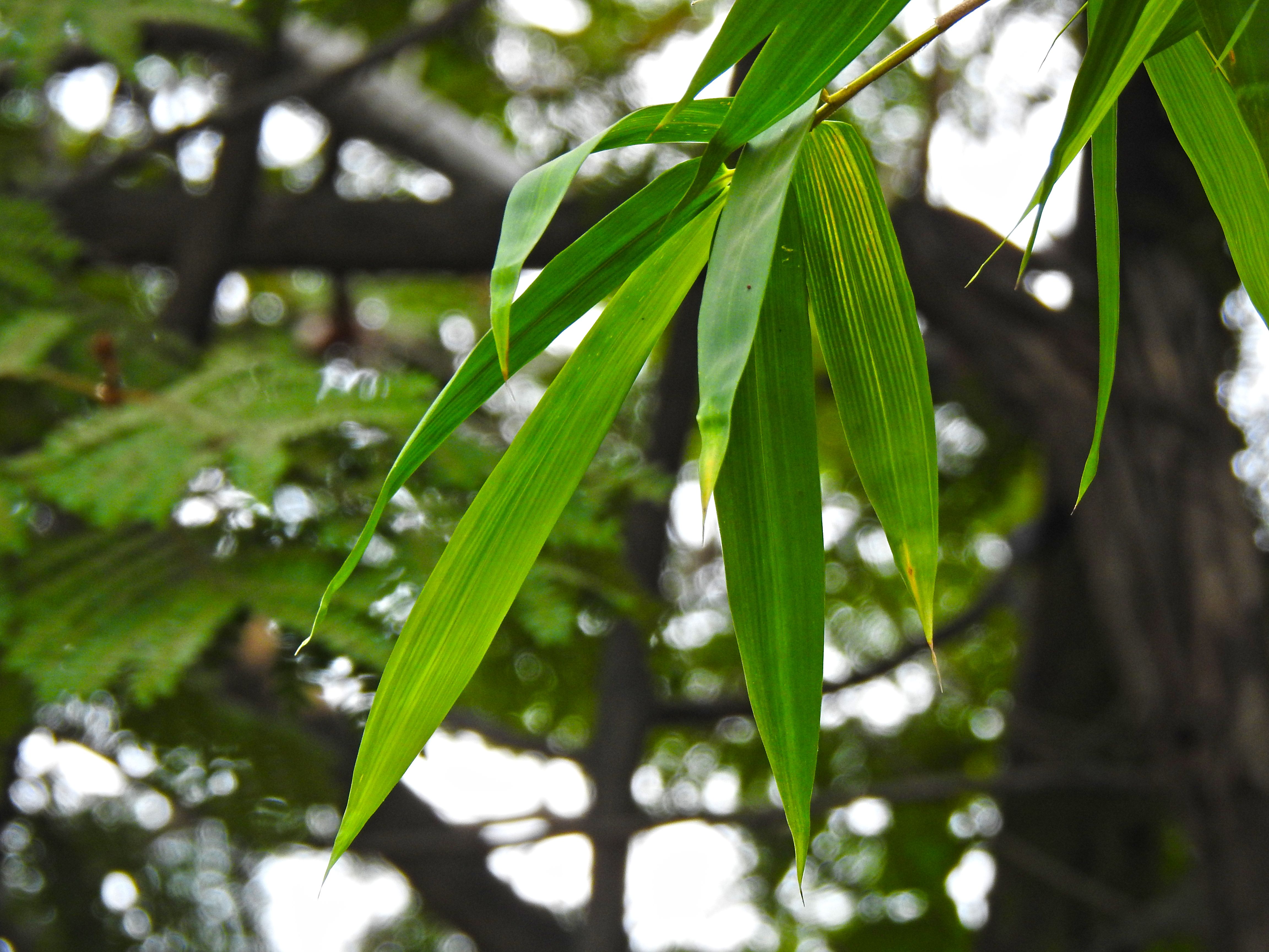 Foto Stok Gratis Tentang Daun Bambu Daun Hijau Daun Segar