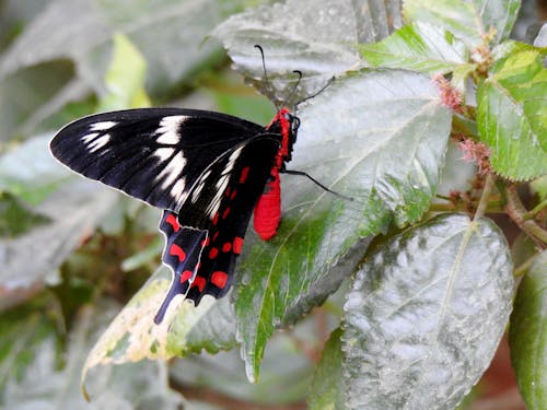 Foto profissional grátis de borboleta, cores, natureza