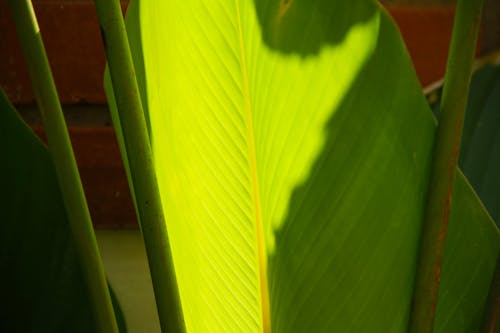 Foto profissional grátis de folha de bananeira, folha verde, iluminação natural