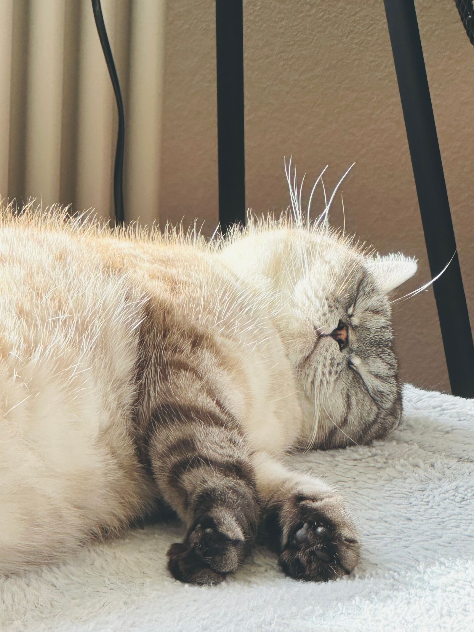 Gato com excesso de peso deitado num tapete