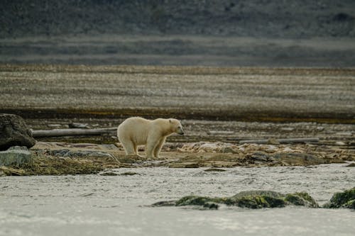 Бесплатное стоковое фото с берег, море, полярный медведь