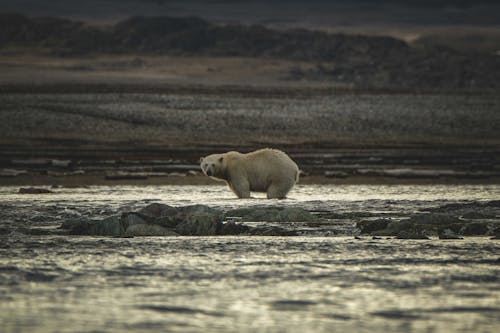 Безкоштовне стокове фото на тему «білий ведмідь, Вибірковий фокус, вода»