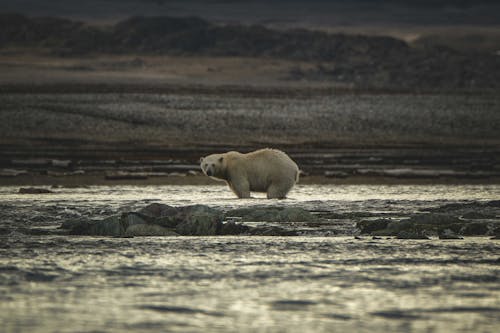 Polar Bear on Sea Coast