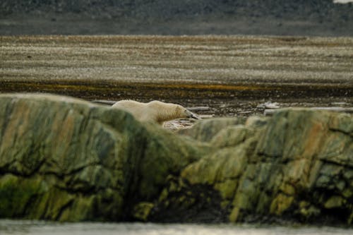 Бесплатное стоковое фото с болото, выборочный фокус, полярный медведь