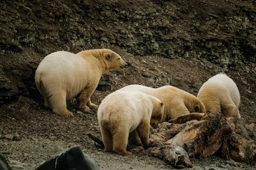 動物攝影, 北极熊, 天性 的 免费素材图片