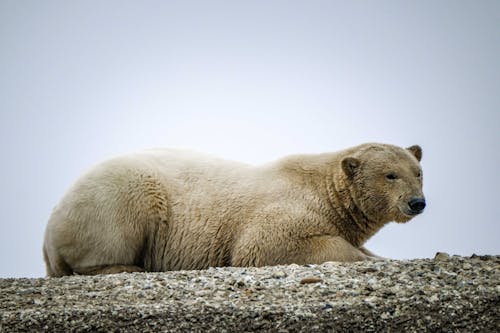 Polar Bear Lying Down