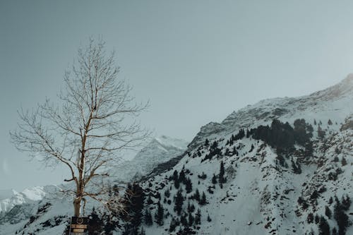 A lone tree in the snow next to a mountain