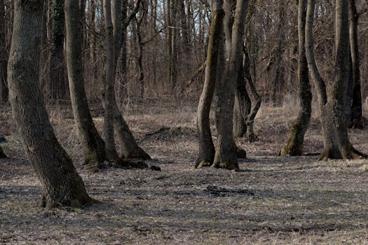 Tranquil scene of leafless trees in a quiet forest, suggesting early spring or late winter.