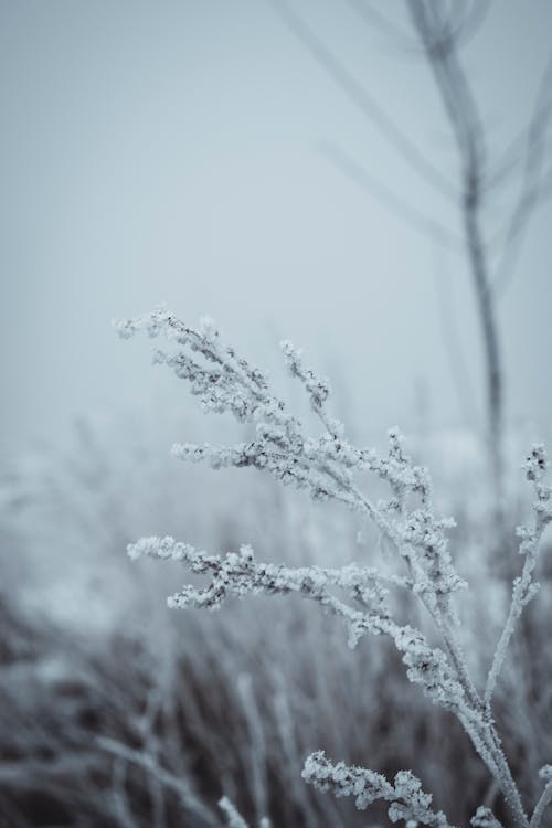 Snow on Bare Branches in Winter