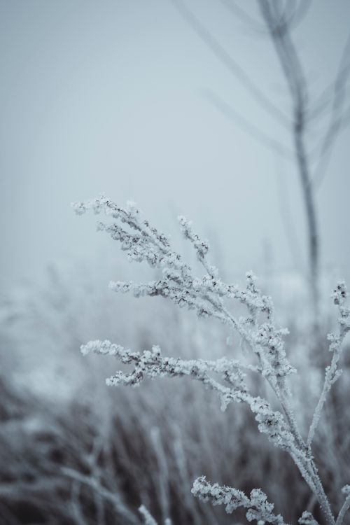 Free A frosty branch in a serene winter landscape, showcasing snow-covered bare branches. Stock Photo