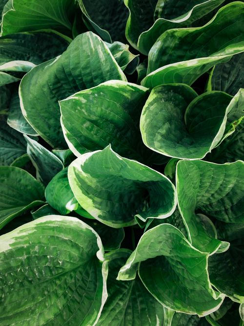 Free Top view of lush green Hosta leaves, showcasing nature's vibrant foliage. Stock Photo
