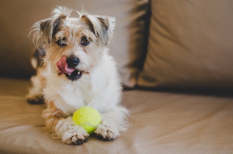 Dog Sitting On Brown Leather Sofa