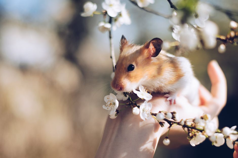 Melhores gaiolas para hamster
