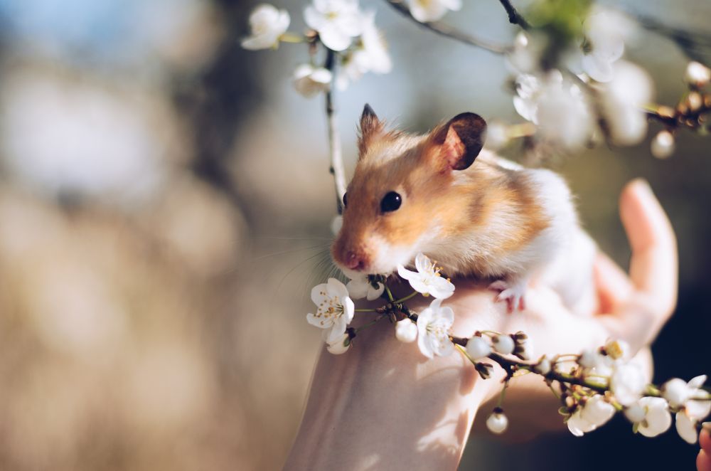 Small hamster sitting on a person's hand