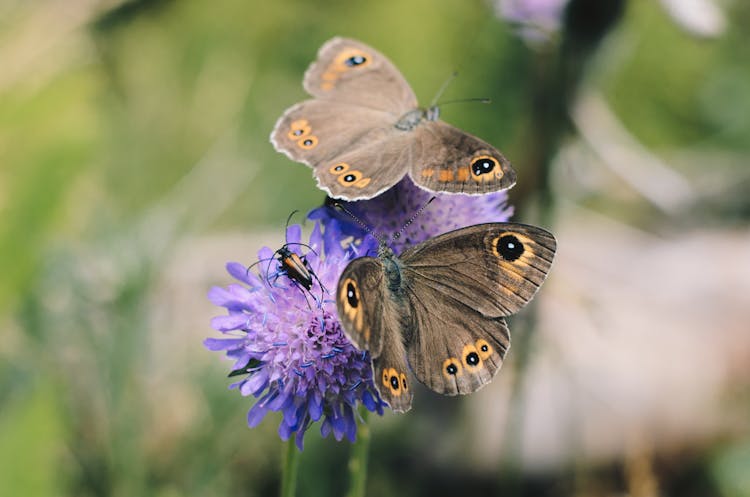 Two Owl Butterflies On Purple Flower