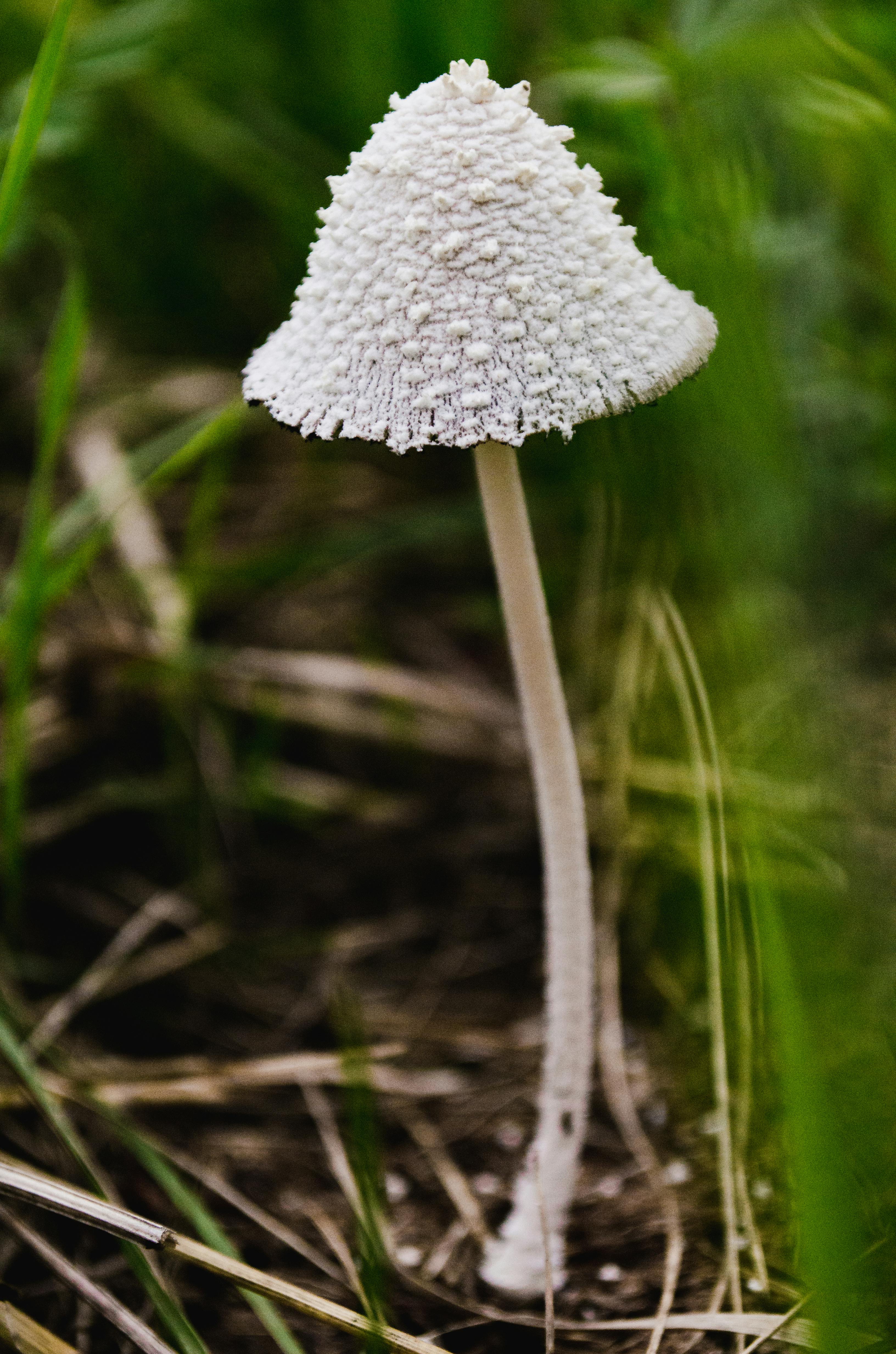 macro photography of white mushroom