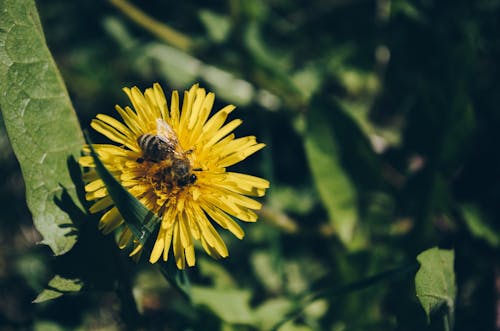 Free stock photo of bee, flower, nature