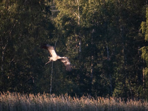 Ilmainen kuvapankkikuva tunnisteilla animal, bird, day